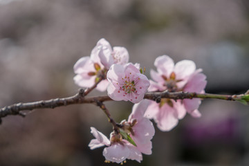 Sakura flower,Cherry Blossom, Japan national flower.bloom for just a couple of days in spring.