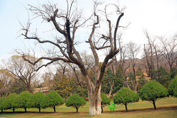 Fototapeta premium Dry trees in the park