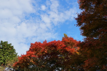 日本　東京の紅葉
