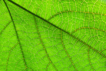 Full frame, Texture pattern of green leaf for background.