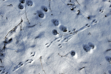 Traces of animals and birds