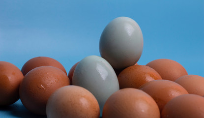 eggs isolated on blue background, copy space