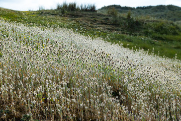 The dunes of Biville sur mer, Normandy, France