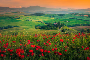 Grain fields with red poppies at sunset in Tuscany, Italy