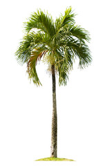 Palm tree isolated on white background