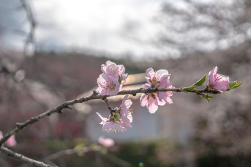 Sakura flower,Cherry Blossom, Japan national flower.bloom for just a couple of days in spring.