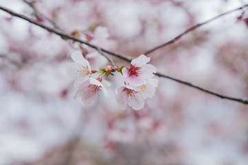 Sakura flower,Cherry Blossom, Japan national flower.bloom for just a couple of days in spring.