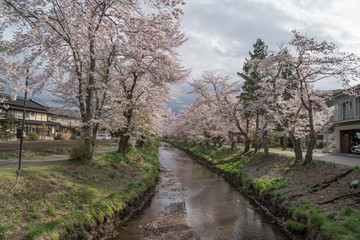 Fototapeta na wymiar Sakura flower,Cherry Blossom, Japan national flower.bloom for just a couple of days in spring.