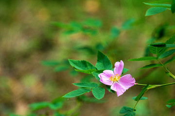 rosehip flower on the background of green forest
