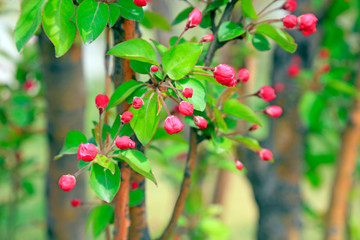 Obraz premium Begonia flowers in the park.