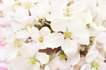 Spring blossom/springtime apple bloom, bokeh flower background, pastel and soft floral card, toned 