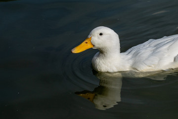 Comical curious looking white pekin ducks