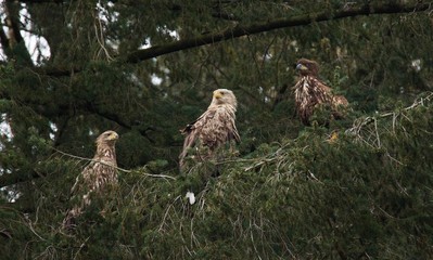 Seeadler