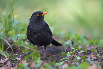 Common Blackbird (Turdus merula).Male