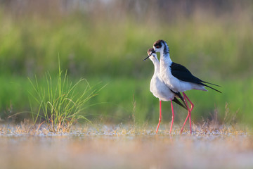 Black-winged stilt courtship behaviour