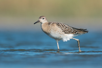 Ruff (Philomachus pugnax)