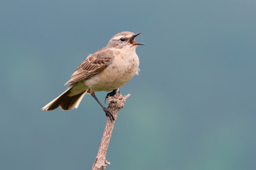 Water pipit (Anthus spinoletta)