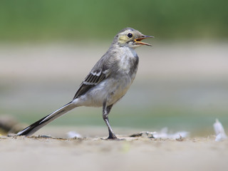 Juvanile Yellow Wagtail