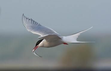 Küstenseeschwalbe mit Fisch