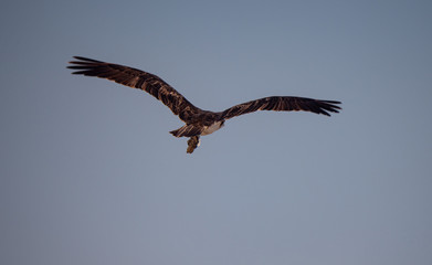 Osprey in flight on Hawar Islands in the Arabian Gulf between Bahrain and Qatar