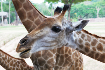 Portrait of a giraffe.