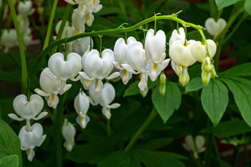 A spray of the bleeding heart (Dicentra spectabilis 'Alba')