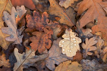 Autumn leaves with raindrops