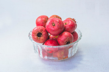 The hawthorn stands alone on a white background