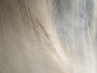 Down feather