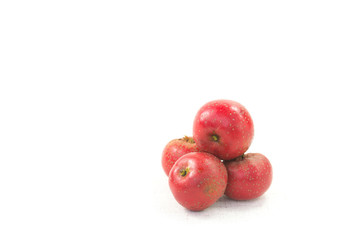 The hawthorn stands alone on a white background