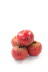 The hawthorn stands alone on a white background