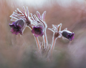 Fototapeta na wymiar Small Pasque Flower (Pulsatilla pratensis)