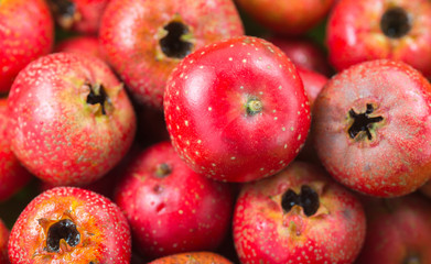 Hawthorn close-up