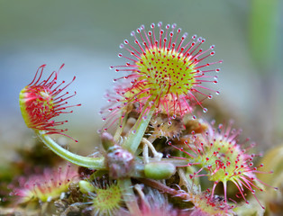 Common Sundew
