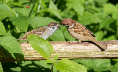 Sperling mit Jungvogel