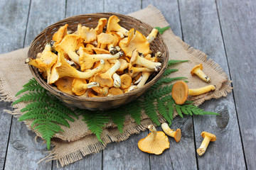basket with mushrooms chanterelles on the table.