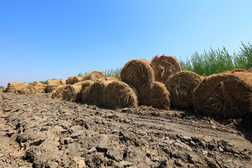 Bales of straw in the field