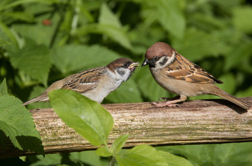 Spatz mit Jungvogel