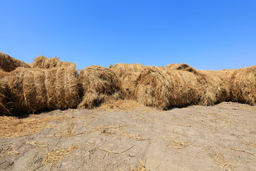 Bales of straw in the field