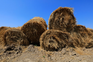 Bales of straw in the field