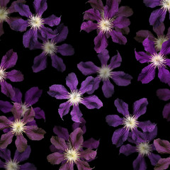 Beautiful floral background of purple clematis. Isolated
