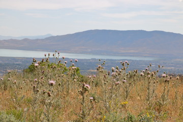 Purple flower meadows of the Bull Thistle plant in front of Utah Lake