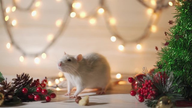 Symbol of 2020, the rat sits on the background of a Christmas tree decorated.