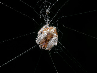 Macro Photo of Spider is on the Web Isolated on Black Background