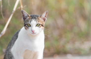 Close up Cute Tabby Cat Isolated on Blurry Background