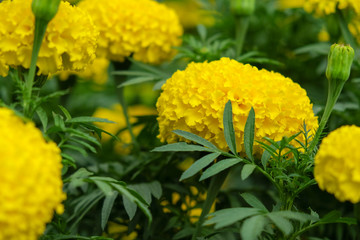 Yellow Marigold flowers full bloom.(tagetes spp.) In Thailand is the flower of King Rama IX.