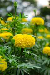 Yellow Marigold flowers full bloom.(tagetes spp.) In Thailand is the flower of King Rama IX.