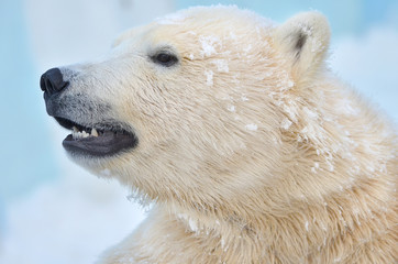 Obraz na płótnie Canvas polar bear on a white background