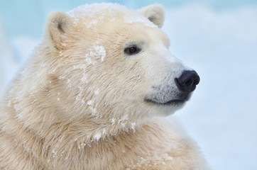 Obraz na płótnie Canvas polar bear on white background