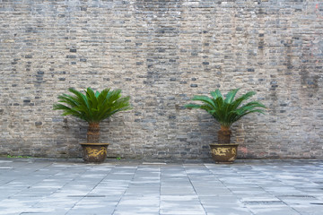 Two potted plants under the walls of the Forbidden City